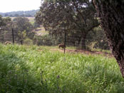 10. Cercado Cinegético