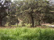 11. Cercado Cinegético